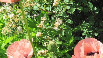 Eine Detailaufnahme von Blumen im Garten von Haus Tannenblick | © Haus Tannenblick
